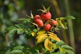 wild rose bush in autumn