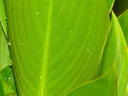 water drops on plant leaves