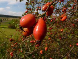 red rose hip bush close-up