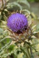 artichoke violet bloom blossom cultivation