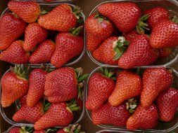 Strawberries in the trays