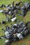 Colorful dove birds eating on the grass