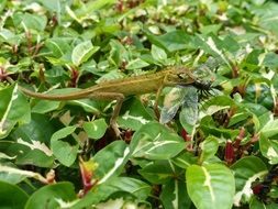 dragonfly on a green plant