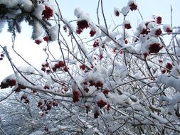 snow-covered branches of a bush