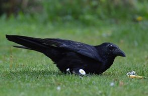 foraging black crow