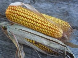 three ears of corn