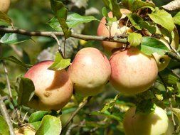 apples on a branch under the bright sun