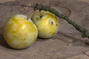 ripe yellow plum on a dry branch