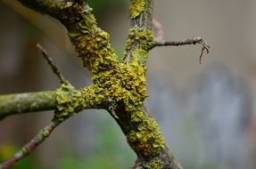 moss covered branch