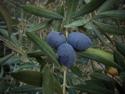 blue olives on a plant