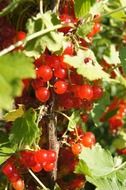 Red currant berries on the currant plant