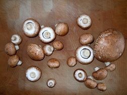 frisch mushrooms