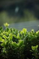 green shrub in the rays of light