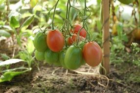 healthy tomatoes grow in the dacha