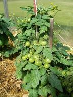 tomatoes in the garden