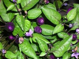 bright purple vegetables on the bush