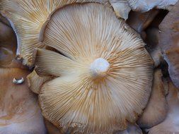 mushroom cap close up