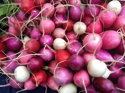 Pink radishes in the market