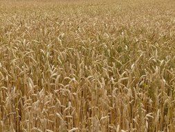 Ears of wheat