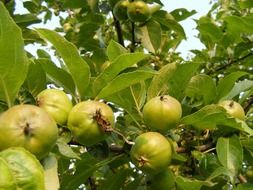 green apples on branch