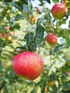 halthy apple tree orchard