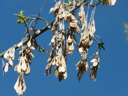 maple earrings on the tree