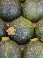 dark green zucchini round shape