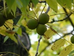 fruits, black walnut