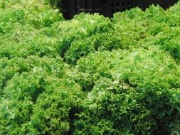 A lot of green organic lettuce