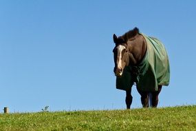 horse in a blanket on the green grass