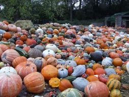 autumn pumpkins blooming baroque ludwigsburg harvest