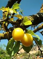 two yellow plums on a branch