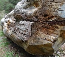 Picture of wood trunk