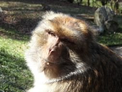 portrait of a monkey in the sun