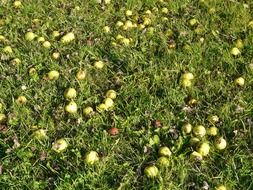 fallen rotten pears on green grass