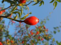 red rose hip fruit wild plant