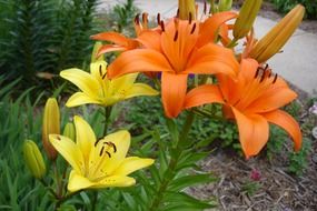 colorful lilies are summer flowers