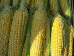 corn vegetables crop close-up
