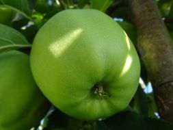green apple on tree in orchard