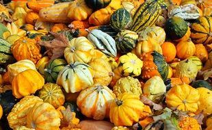 Pumpkins harvest in October