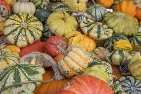 pumpkins in the autumn garden