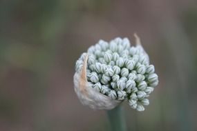 agriculture allium buds cernuum flowers in the garden