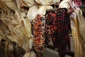 black corn