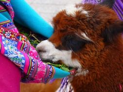 cute sweet fluffy eating alpaca