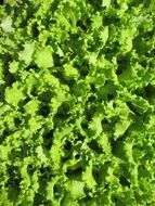 fresh salad leaves background