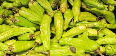 harvest of green chili peppers