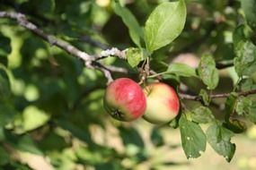 two red and yellow apples on tree