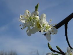 white cherry blossom