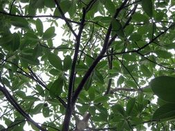 big avocado tree