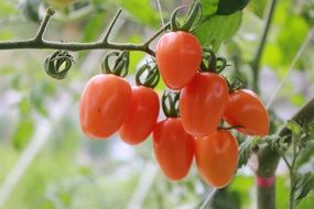 fresh delicious tomatoes food
